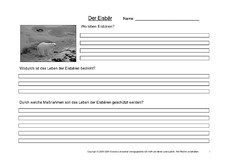 Eisbär-Fragen-1.pdf